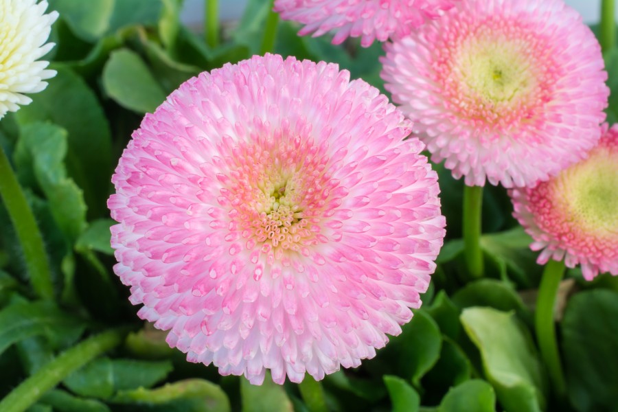 Gänseblümchen Bellis perennis cultivar