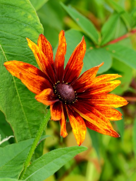 Gaillardia, kokardebloem