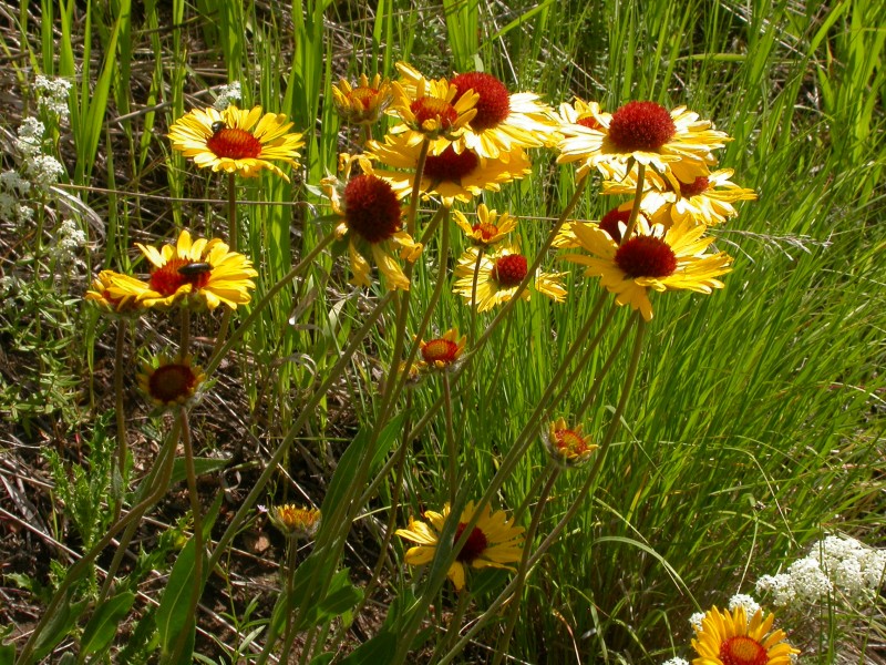 Gaillardia aristata (3750286063)