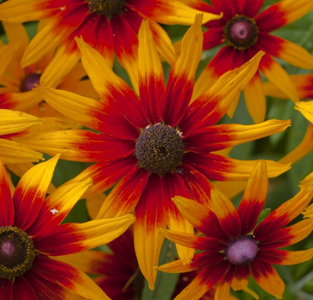 Gaillardia aristata, centro de Tallinn, Estonia, 2012-08-05, DD 02