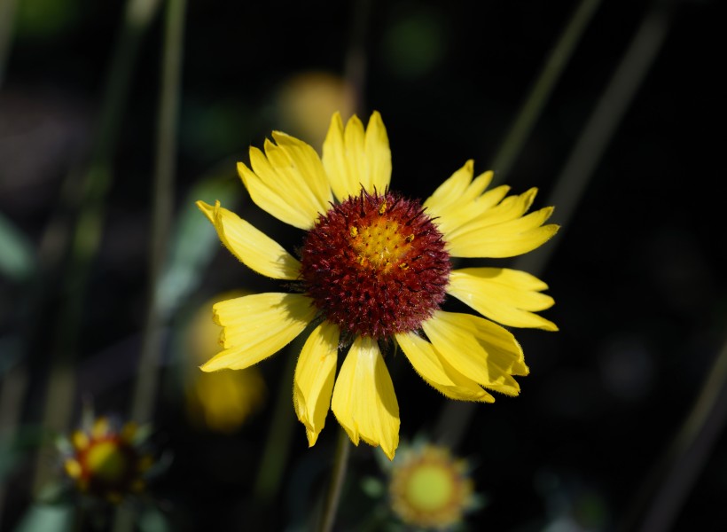 Gaillardia July 2013-1