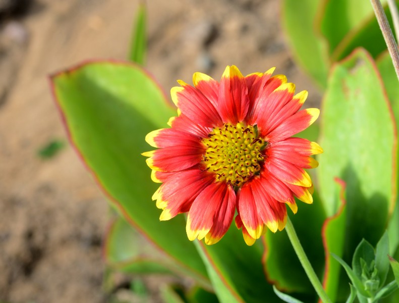 Gaillardia July 2013-3