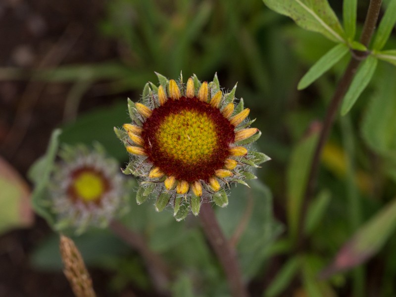 Gaillardia on Aspen Mountain (91140)