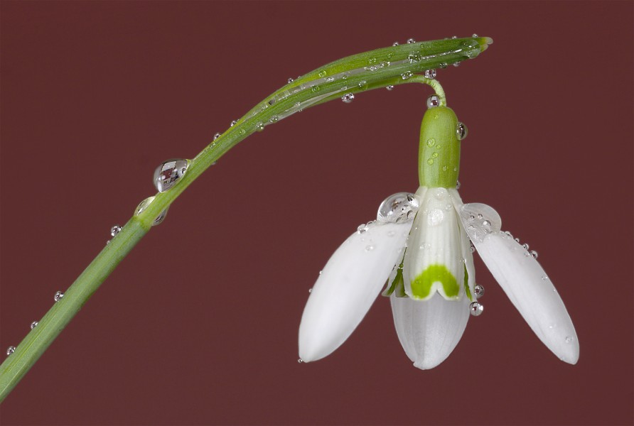 Galanthus nivalis (snowdrop) flower FS17