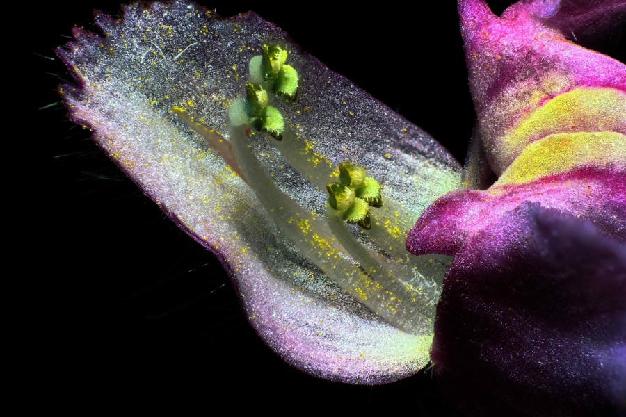 Galeopsis pubescens