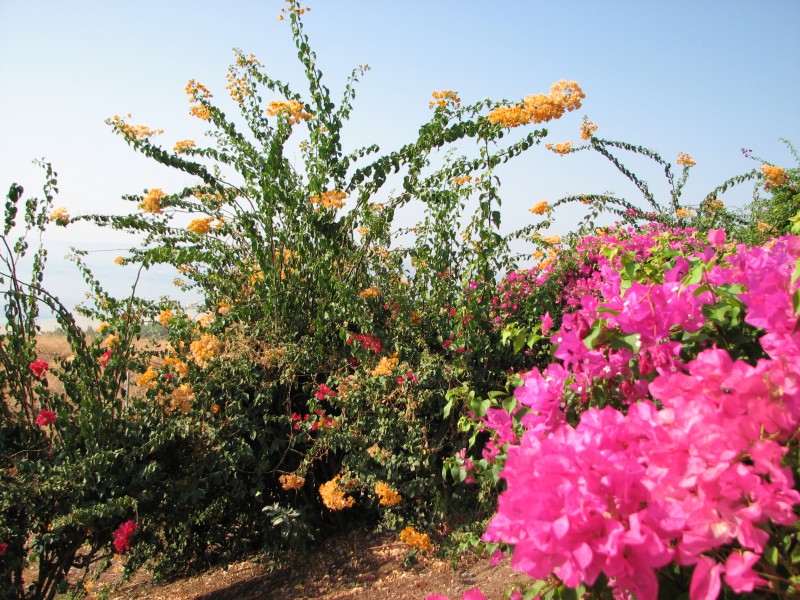 The Mount of Beatitudes, Israel, photo 10