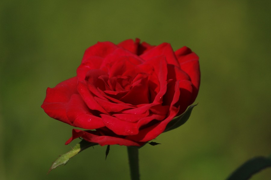 Garden rose2