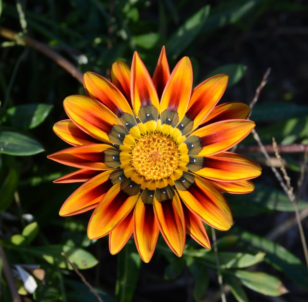 Gazania October 2014-1