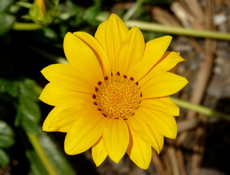 Gazania rigens-1