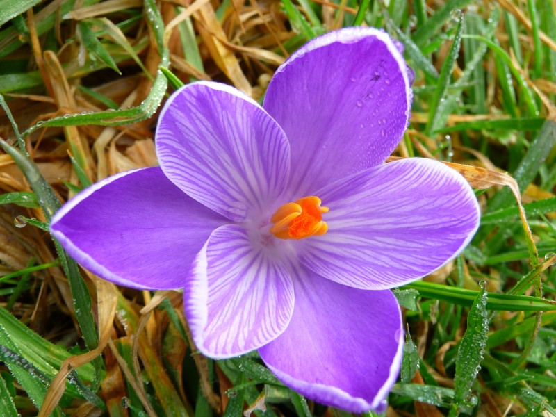 Geöffnete Krokusblüte