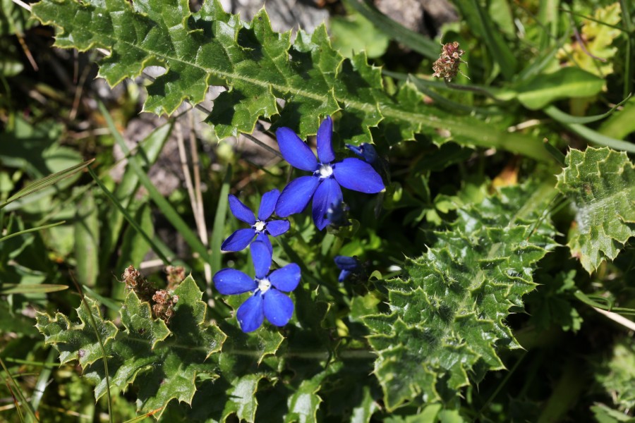 Gentiana bavarica, Areches - img 44689