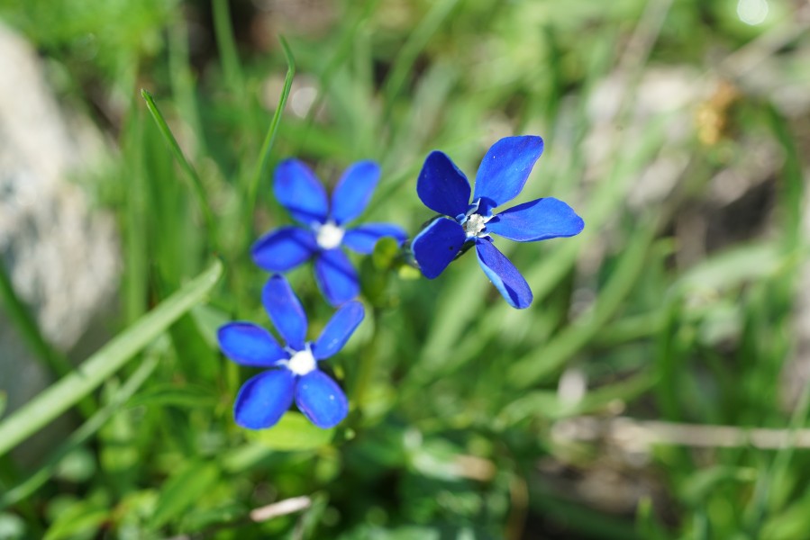 Gentiana Pumila - Alpine Flowers