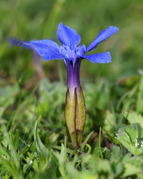 Gentiana verna (1)