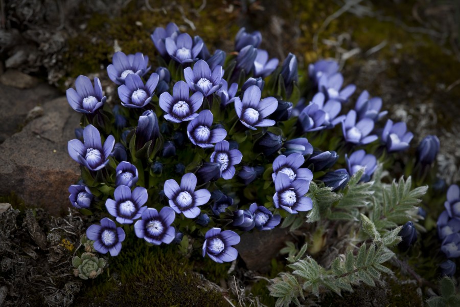 Gentianella tenella (7833256628)