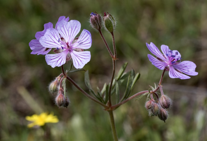Geranium - Geranyum 04