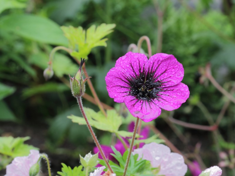 Geranium 'Sandrine'.
