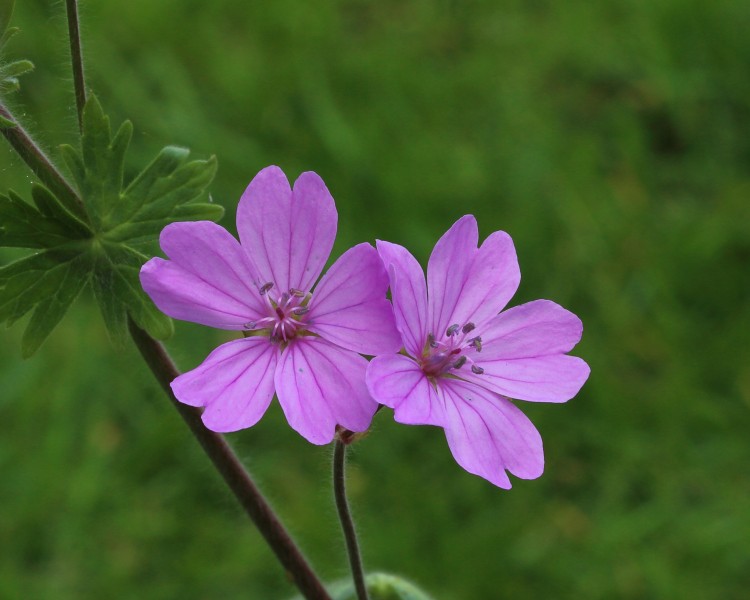 Geranium Brutium 01