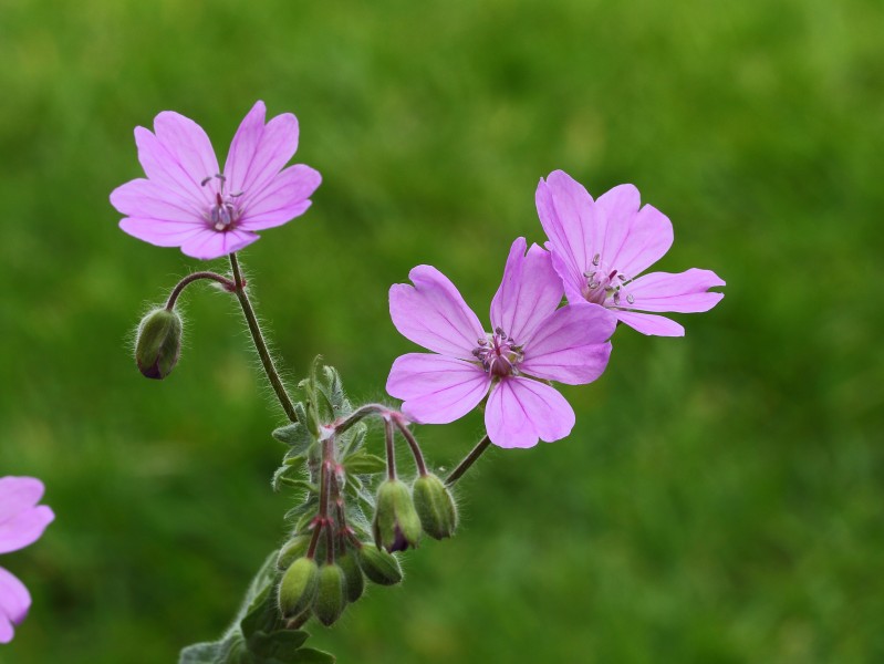 Geranium Brutium 03