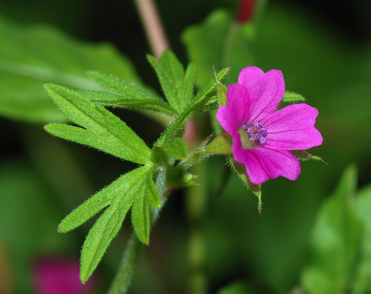 Geranium February 2008-1