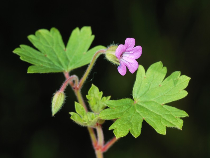Geranium February 2008-3