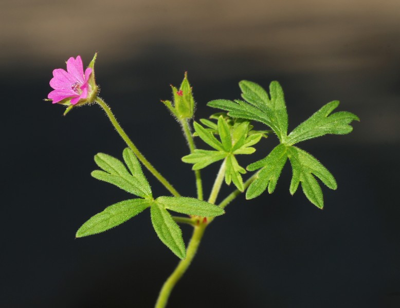 Geranium February 2008-4