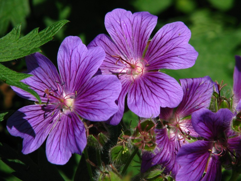 Geranium magnificum 04