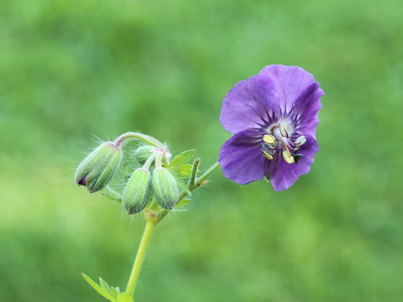 Geranium phaeum 04