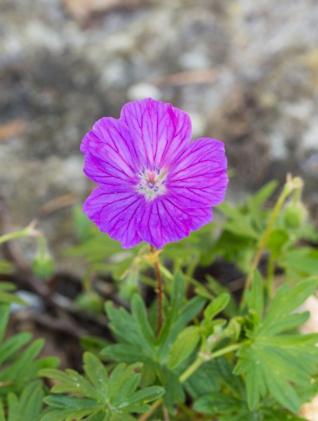 Geranium-sanguineum. actm