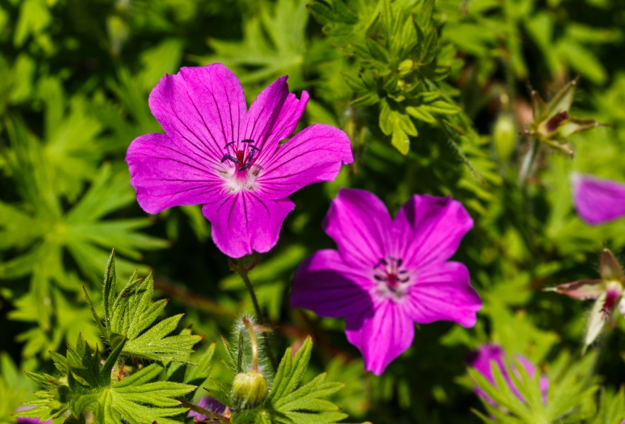 Geranium sanguineum. Locatie, Tuinen Mien Ruys