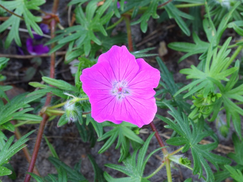 Geranium sanguineum 04