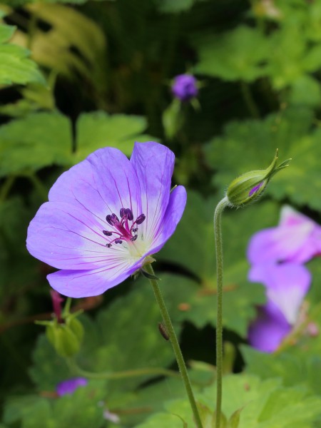 Geranium wallichianum 'Buxton’s Blue’ 04