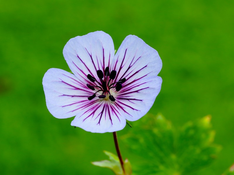 Geranium wallichianum 'Crystal Lake' 06