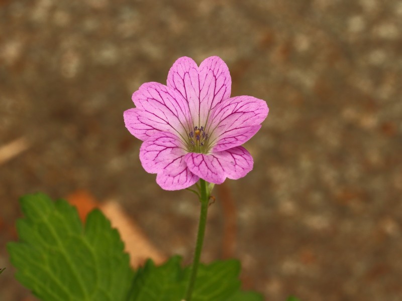 Geranium x oxonianum. Roze bloeiende tuingeranium