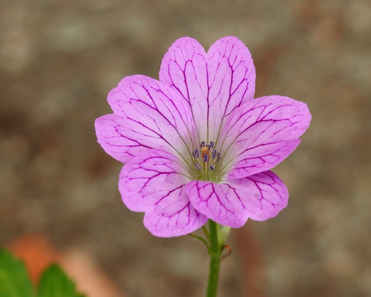 Geranium x oxonianum 02