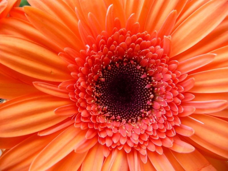 Gerbera orange Makro