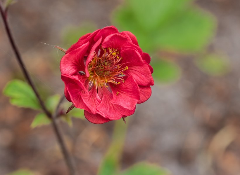 Geum rivale 'Leonardii'
