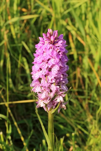 Gevlekte orchis. Orchis (Dactylorhiza maculata subsp. Maculata) 02