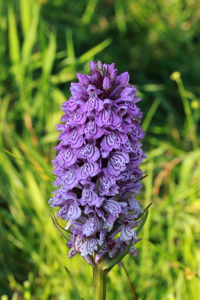 Gevlekte orchis. Orchis (Dactylorhiza maculata subsp. Maculata) 03