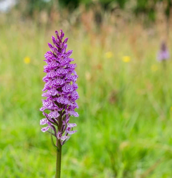 Gevlekte orchis. Orchis (Dactylorhiza maculata subsp. Maculata) 05