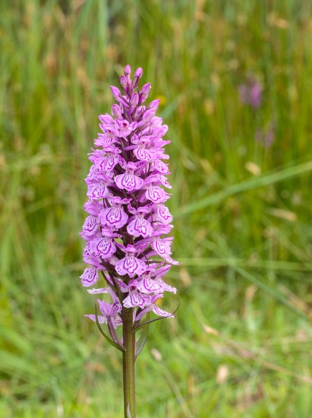 Gevlekte orchis. Orchis (Dactylorhiza maculata subsp. Maculata) 06