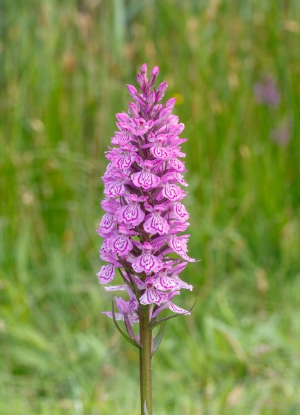 Gevlekte orchis. Orchis (Dactylorhiza maculata subsp. Maculata) 07