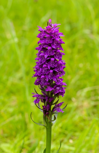 Gevlekte orchis (Dactylorhiza maculata). Locatie. Nationaal Park Lauwersmeer 02
