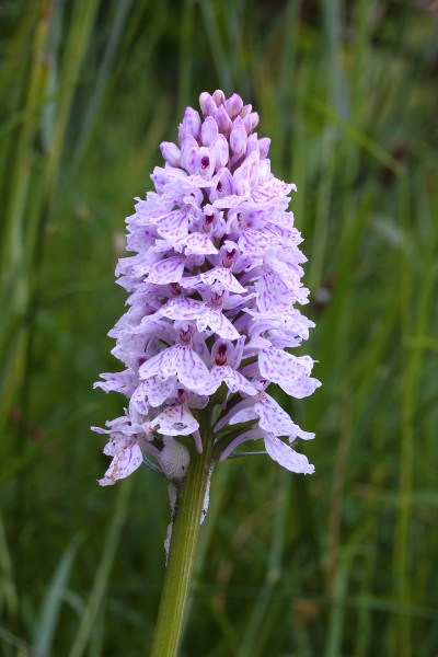 Gevlekte orchis met schuimcicade 01