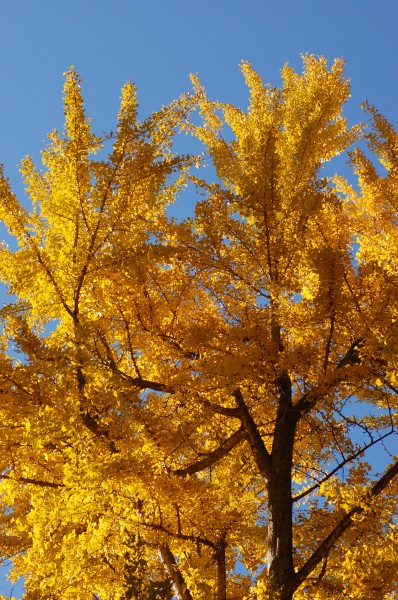 Ginkgo Tree Ginkgo biloba Autumn Leaves Vertical 2000px