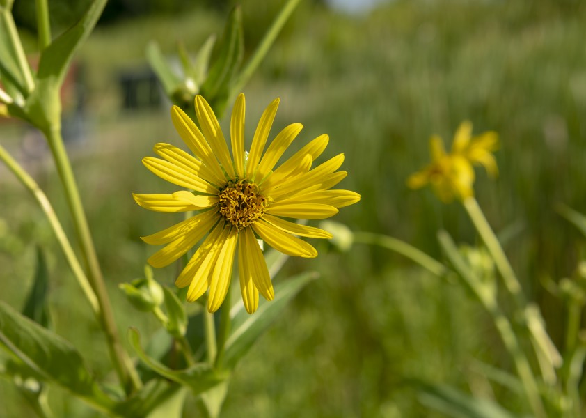 Glacier Ridge - False Sunflower Heliopsis helianthoides Flower 1