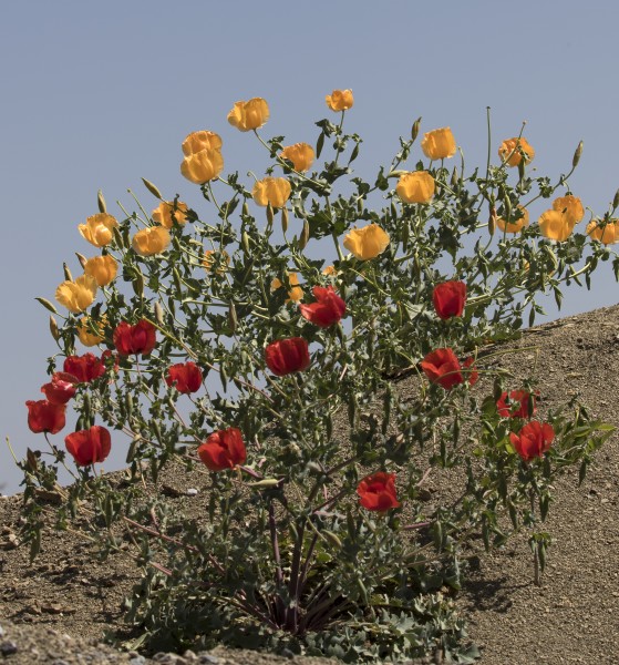 Glacium - Horned poppy 05