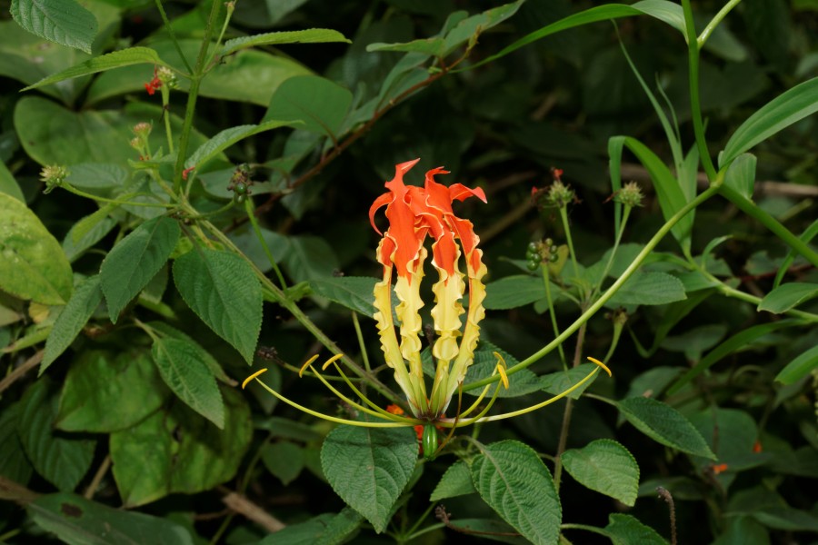 Gloriosa superba-Silent Valley-2016-08-14-001