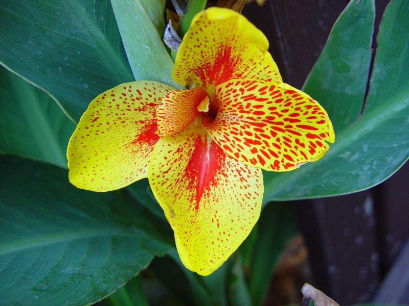 Gold and red flower dark green leaves