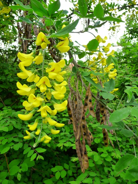 Goldregen Blüte und Fruchthülse