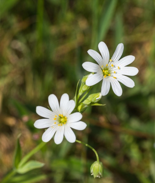Grote muur (Stellaria holostea). Locatie Hortus Haren 02